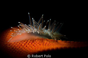 Cold Water Nudibranch # 1 by Robert Polo 